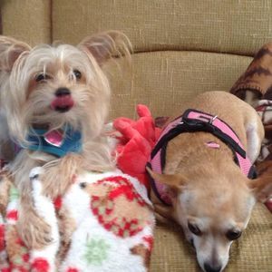 Meet your Posher, Dee